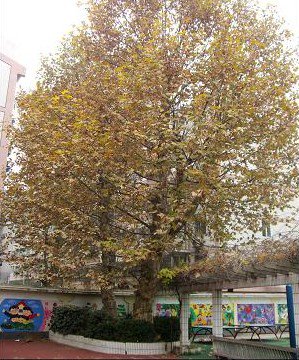 南京市青云巷小学