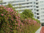 温州市水心小学二校区
